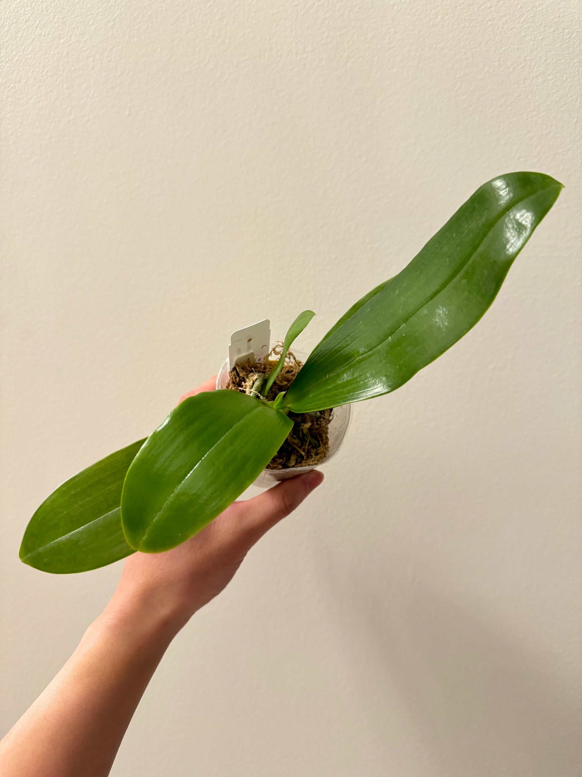 HCorchids
