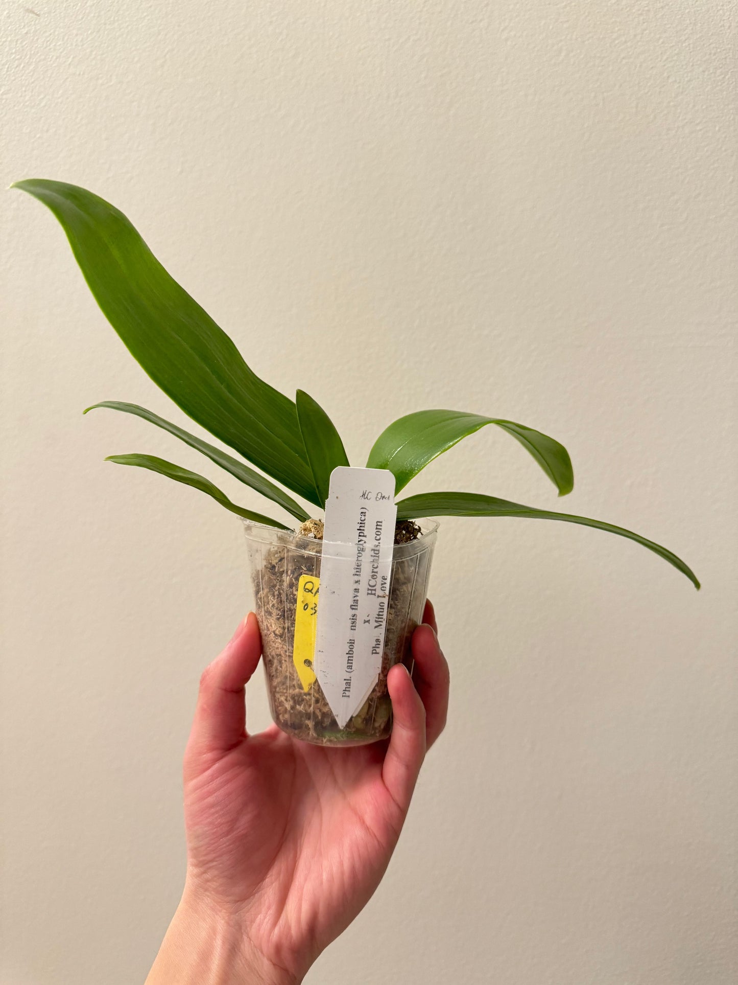 Phal. Frenchy's Fantastic Yellows x Phal. Mituo Love