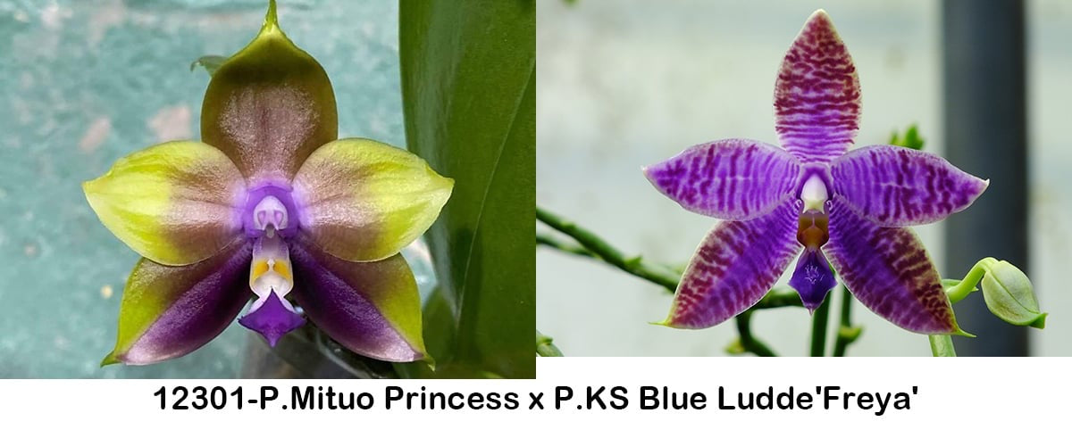 Freya Orchids - Unique Phalaenopsis hybrid with fragrant, sequential blooms in vibrant purple and green hues. Ideal for home and garden enthusiasts.