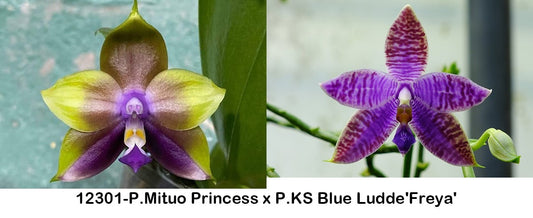Freya Orchids - Unique Phalaenopsis hybrid with fragrant, sequential blooms in vibrant purple and green hues. Ideal for home and garden enthusiasts.
