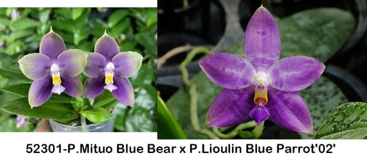 Phal Blue Bear Orchid with unique purple blooms, a fragrant novelty Phalaenopsis hybrid. Sequential bloomer available as seedlings in 2.5-inch pots.