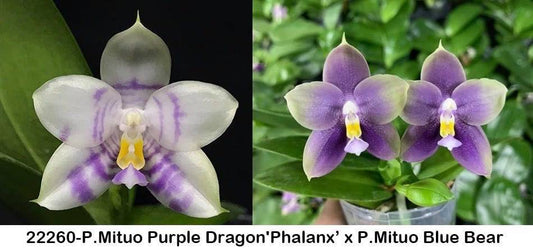 Fragrant Phalaenopsis seedlings with unique purple and white blooms from the P. Mituo Purple Dragon 'Phalanx' x P. Mituo Blue Bear hybrid. Exclusive novelty orchids available in 2.5-inch pots.