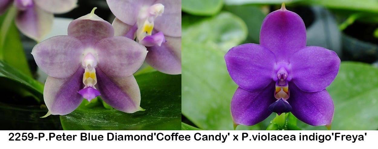 Fragrant Novelty Phalaenopsis Orchid, front page