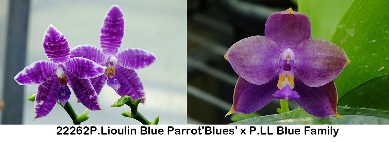 Fragrant Novelty Phalaenopsis Orchid, front page