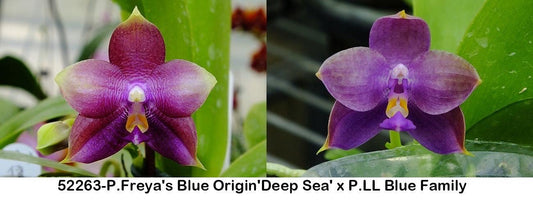 Fragrant Novelty Phalaenopsis Orchid, front page