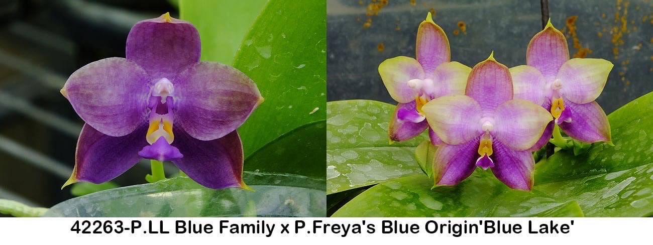 Fragrant Novelty Phalaenopsis Orchid, front page