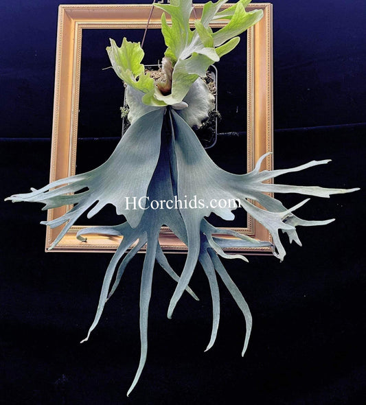 Platycerium Willinckii Little Crown