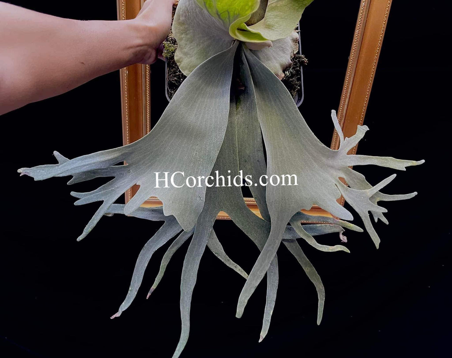 Platycerium Willinckii Little Crown