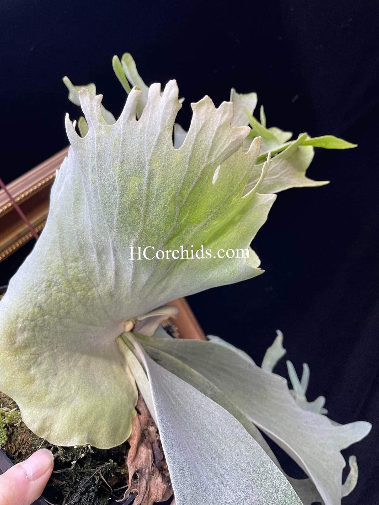 Platycerium Willinckii Little Crown