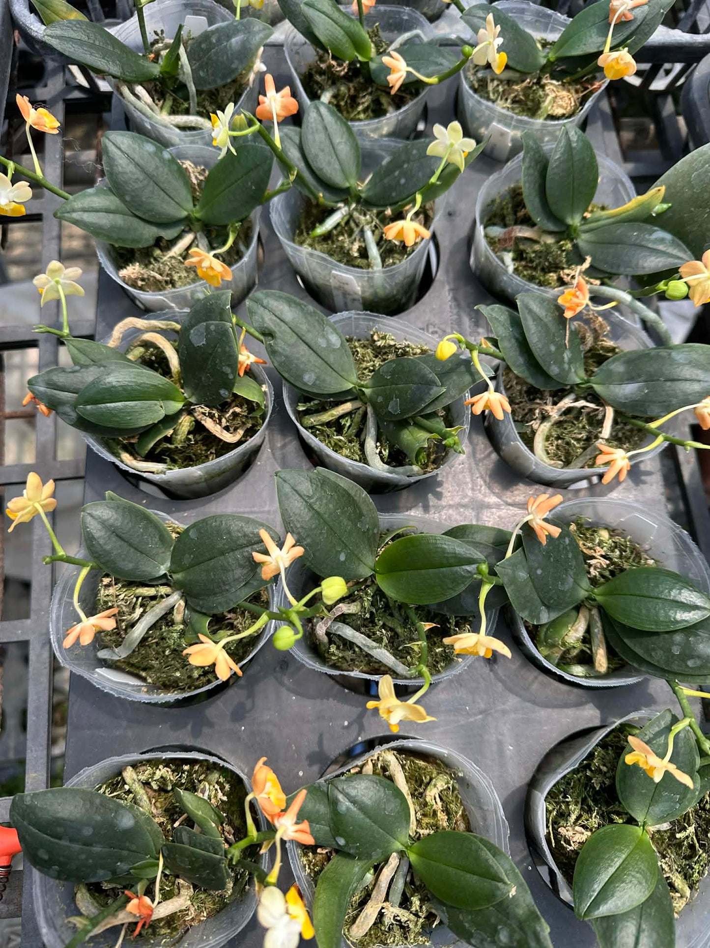 Multiple orange and yellow orchids in small pots