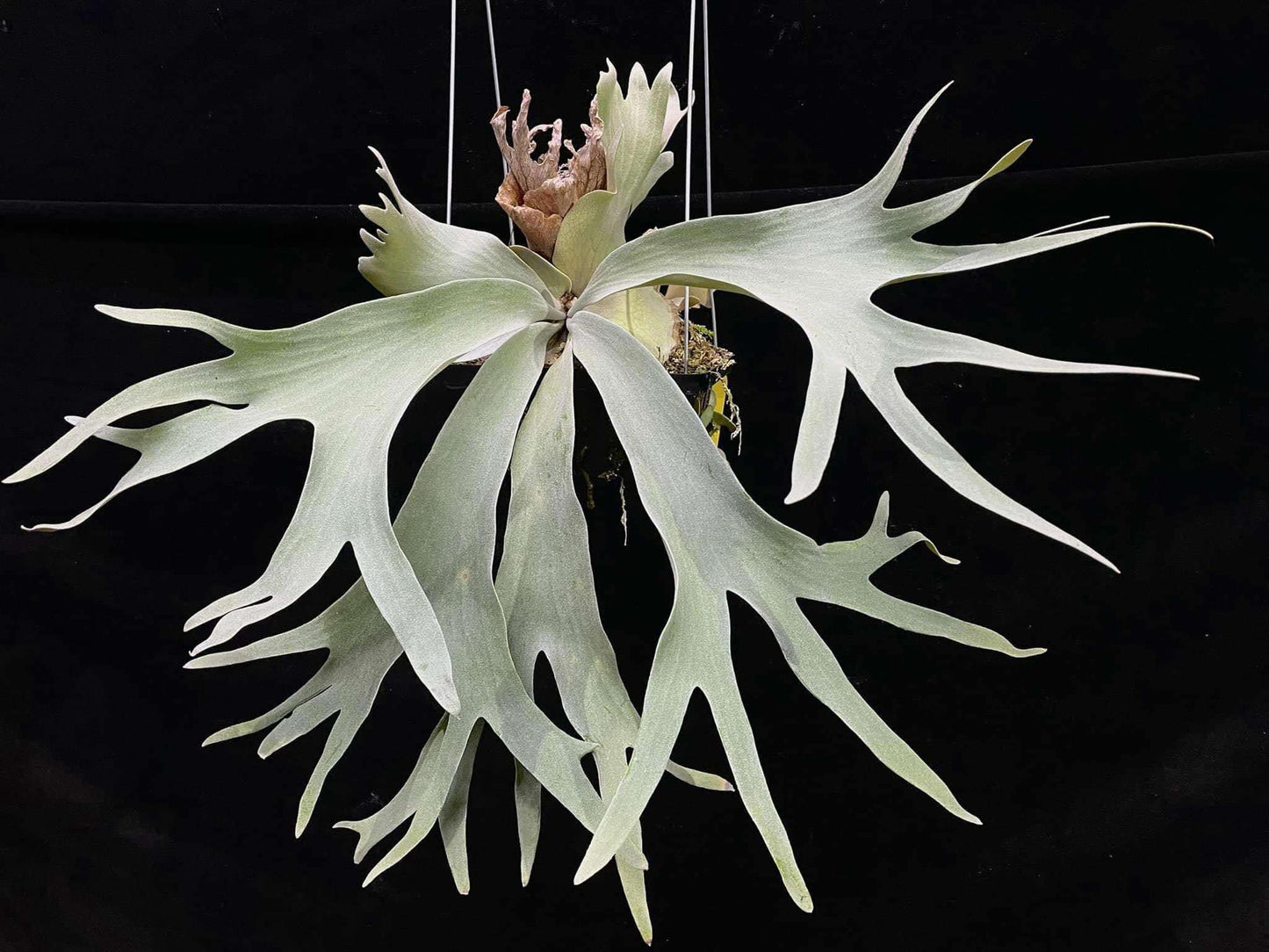 Platycerium Wild Cat X P. veitchii wild pup