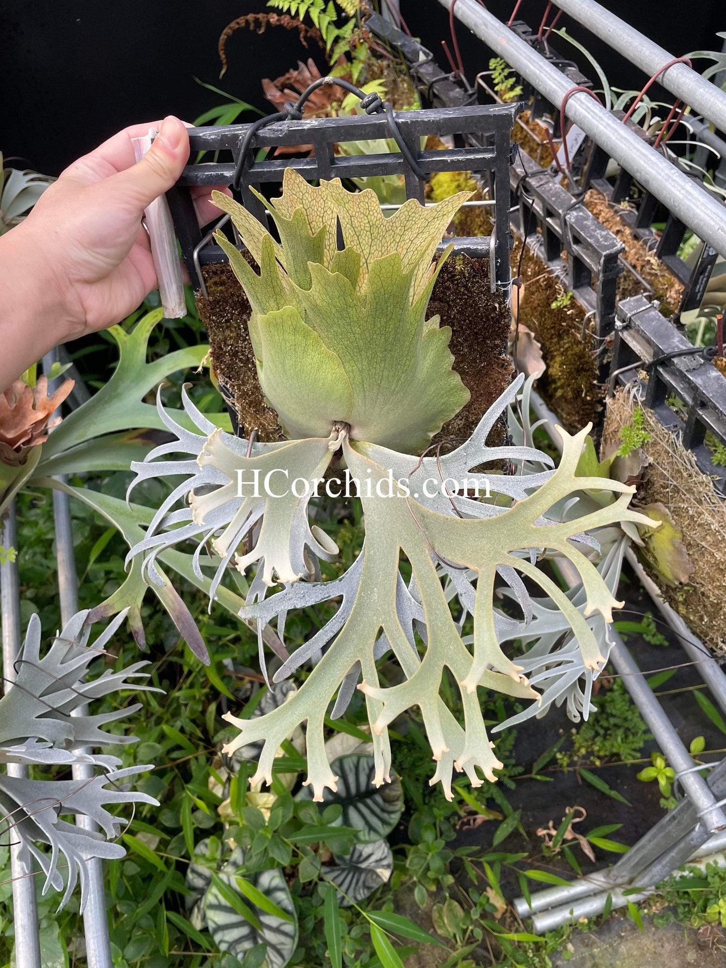 Platycerium Willinckii “OMG” pup