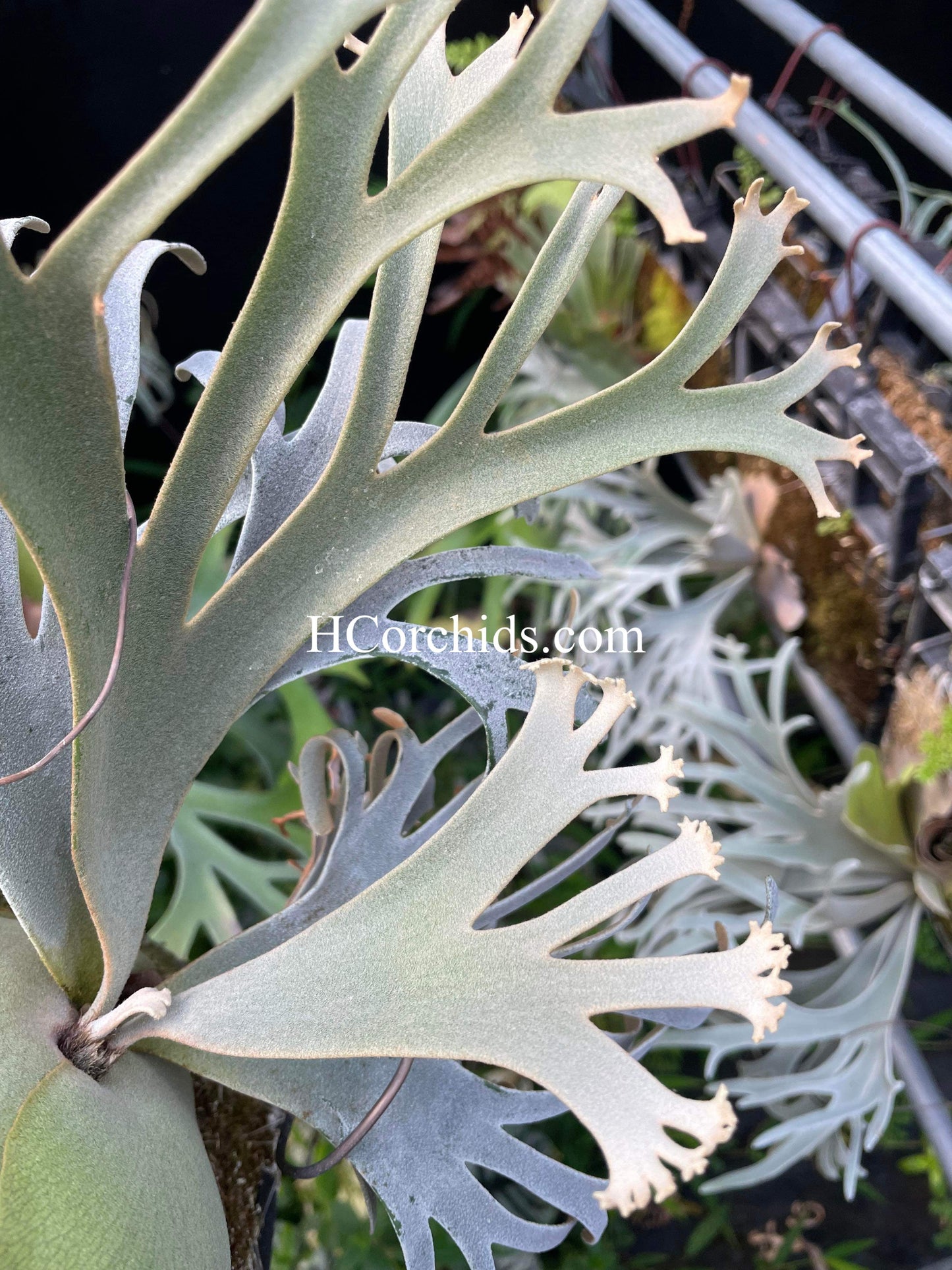 Platycerium Willinckii “OMG” pup