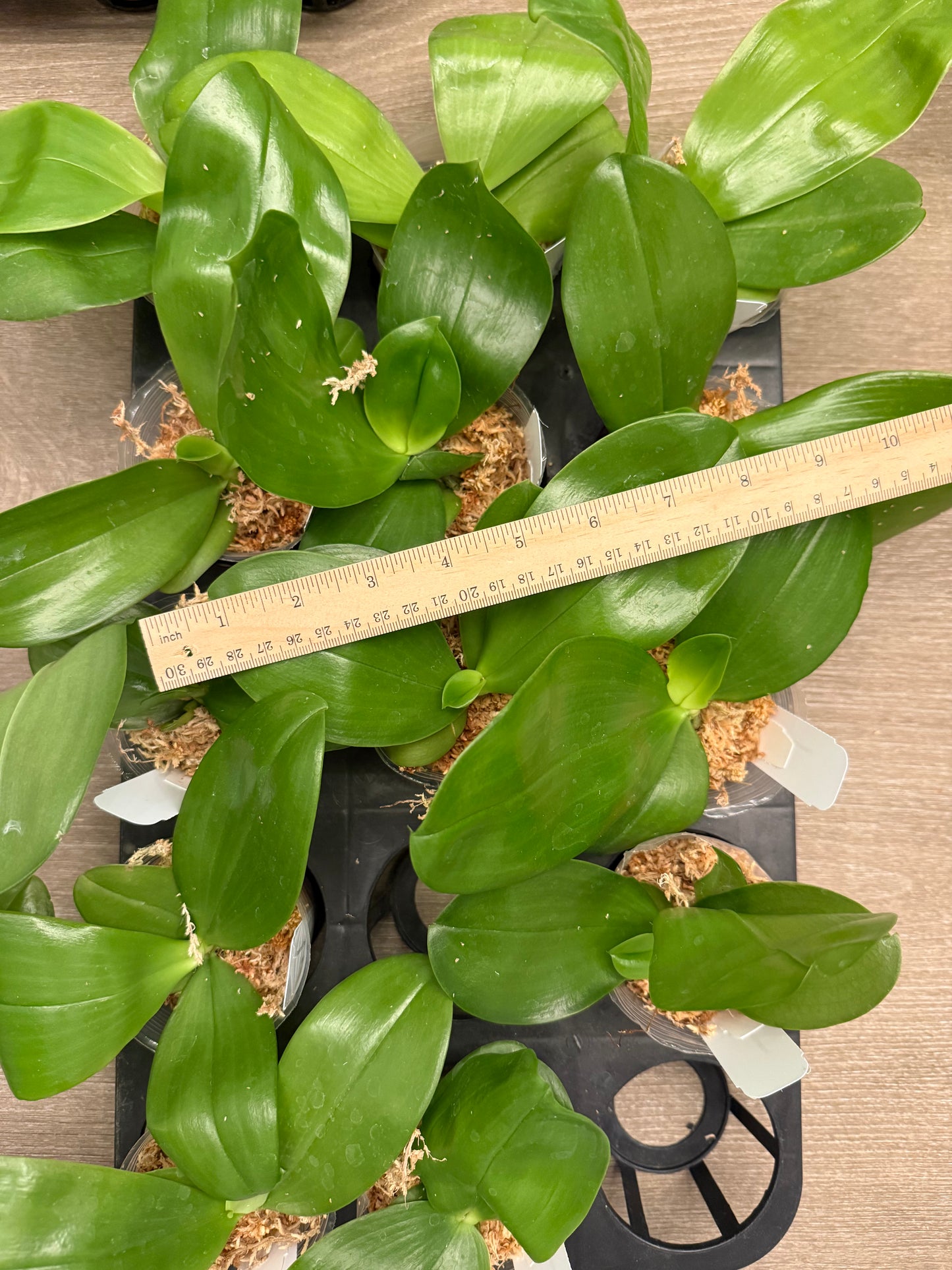 Green Phalaenopsis orchid plants with broad leaves