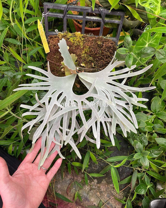 P. Willinckii Yellow moon spore “Dwarf select” #S2 pup