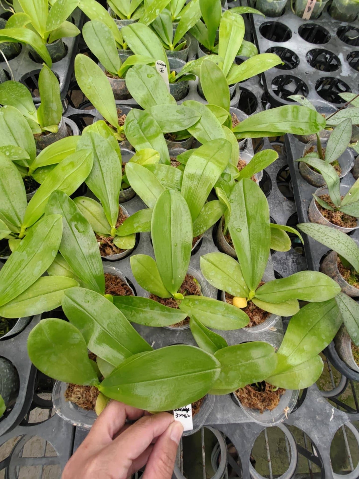Young Phalaenopsis seedlings of P. Lioulin Blue Parrot 'Freya' x P. LL Blue Family 'Freya' growing in nursery trays. Healthy green leaves indicate strong growth.