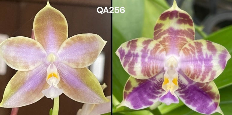 Novelty Phalaenopsis orchid seedling in bloom, near bloom size, shipped in pot