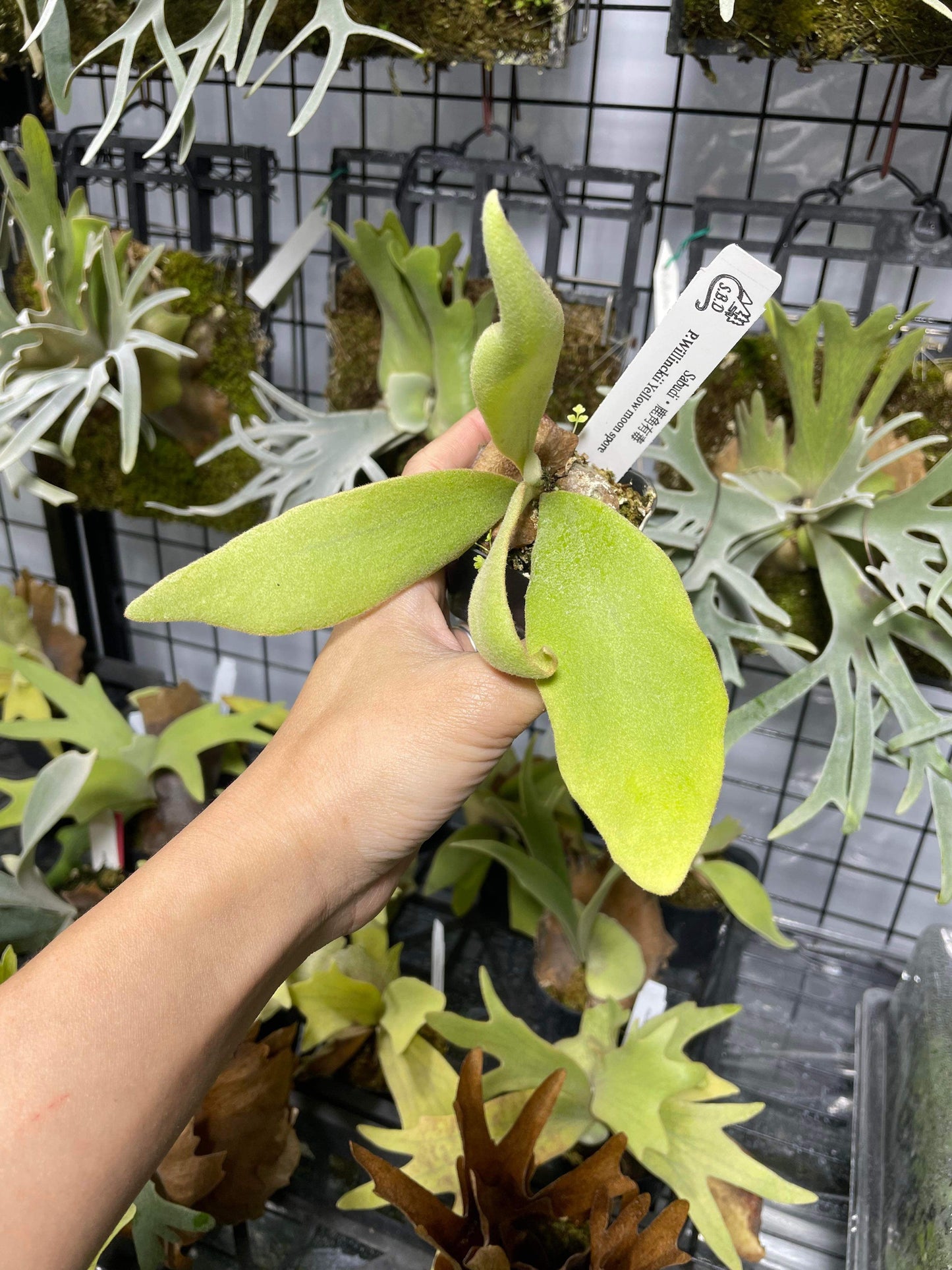 Platycerium Willinckii Yellow Moon spore