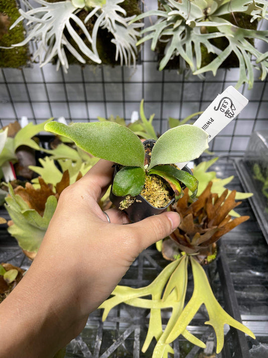 Platycerium Willinckii Yellow Moon spore