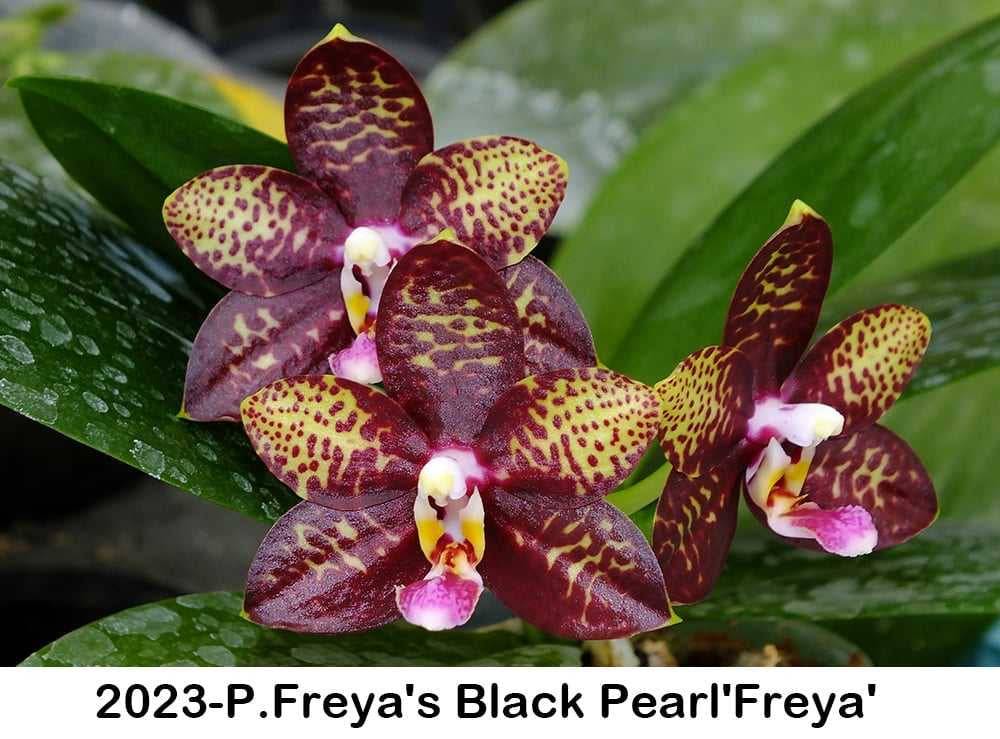 P. Freya’s Black Pearl orchid in full bloom, showcasing dark maroon petals with yellow speckles. Limited edition rare Phalaenopsis variety.