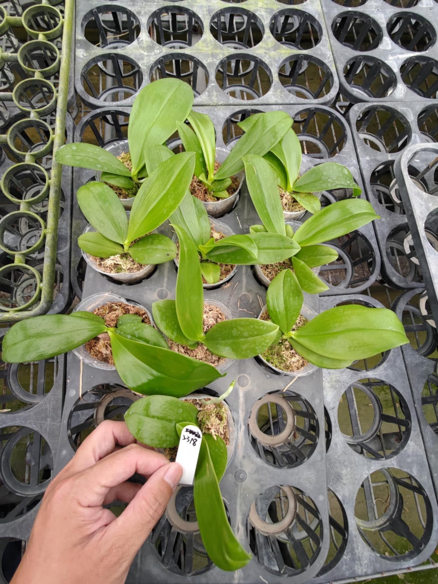 P. Luicen Golden Conch 'Freya' x P. Lioulin Blue Parrot 'Blues'