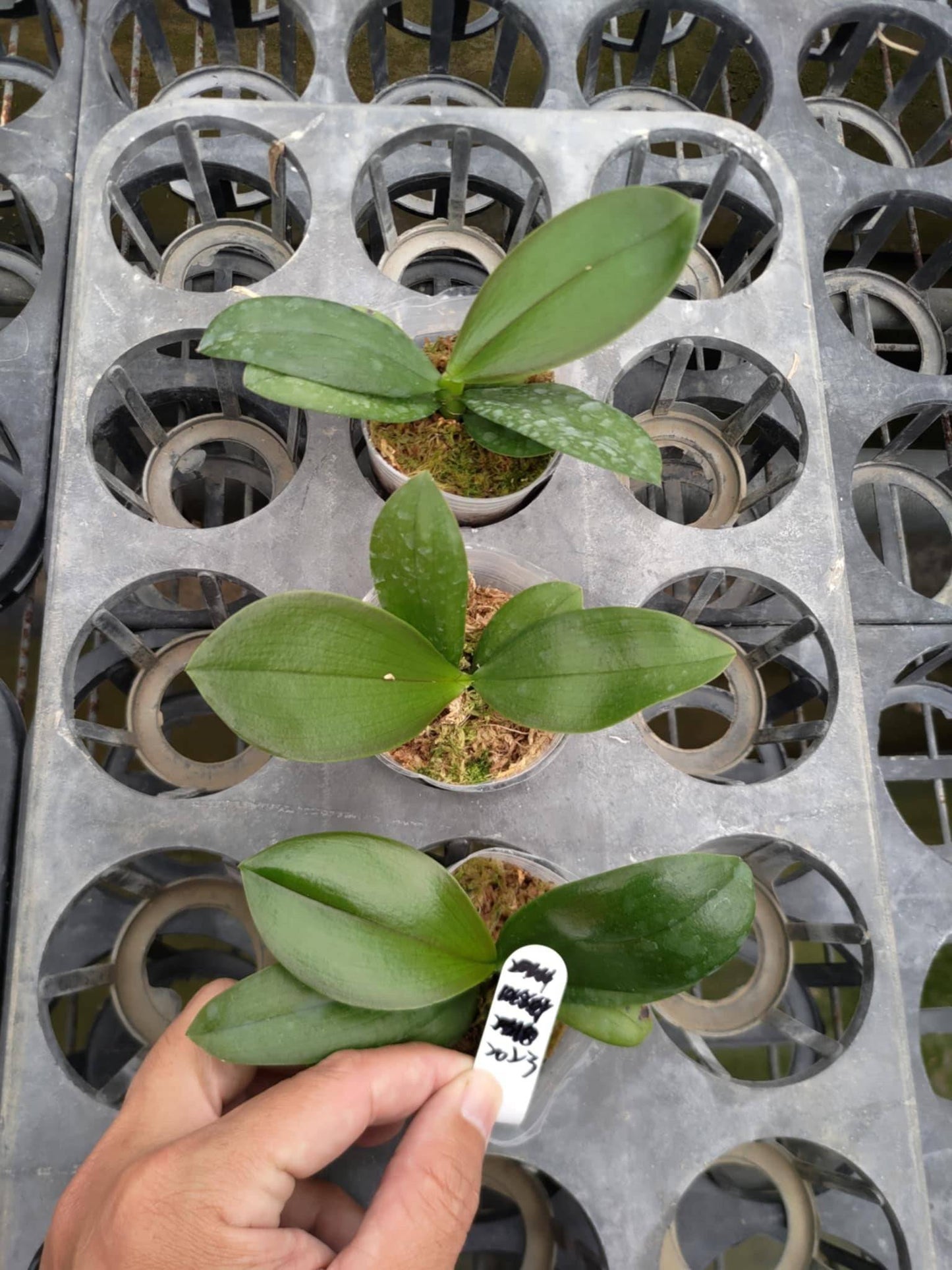 Young P. Freya’s Black Pearl orchid plants in small pots, ready for growth. Limited edition Phalaenopsis with exclusive availability.
