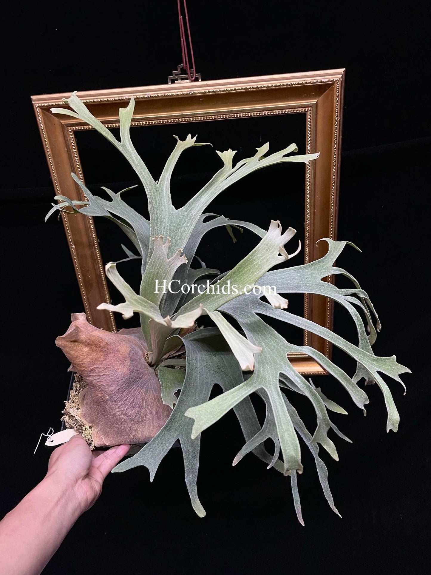 Platycerium White Wing spore select #1