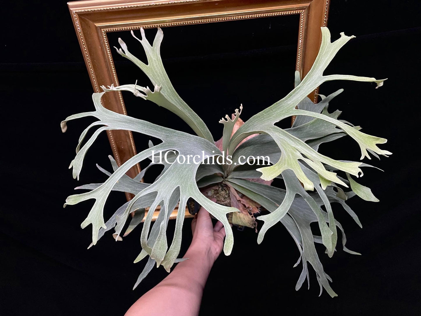 Platycerium White Wing spore select #1