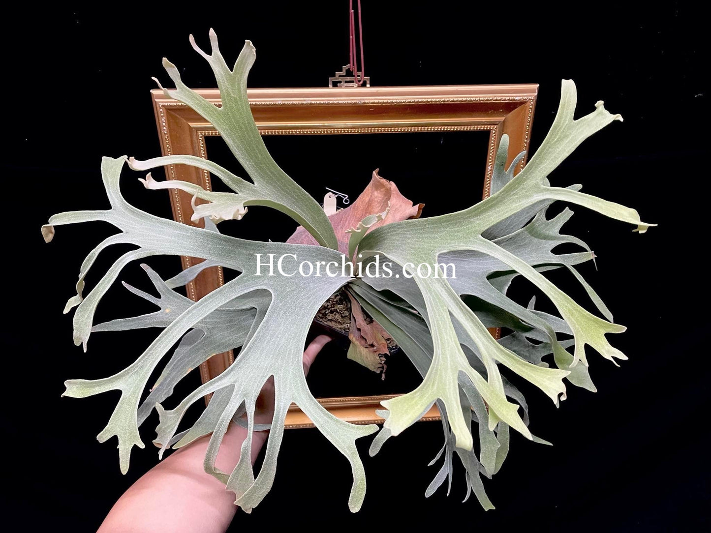 Platycerium White Wing spore select #1