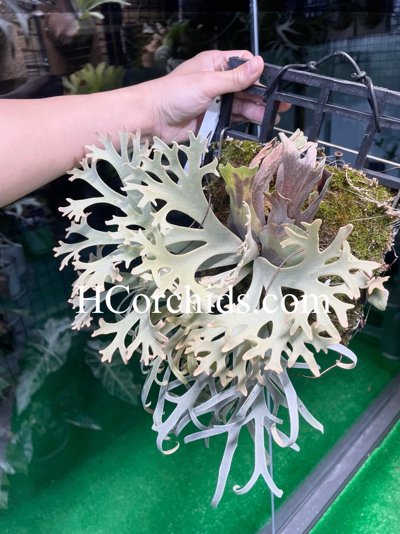 HCorchids