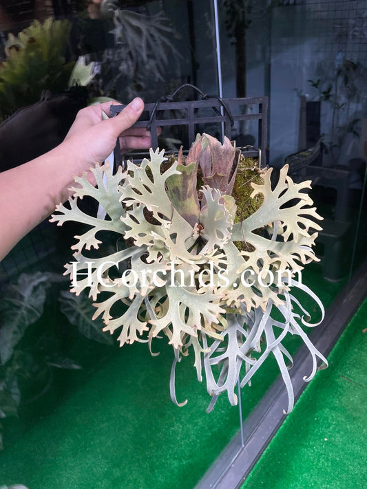 Platycerium Willinckii “Zapdos”