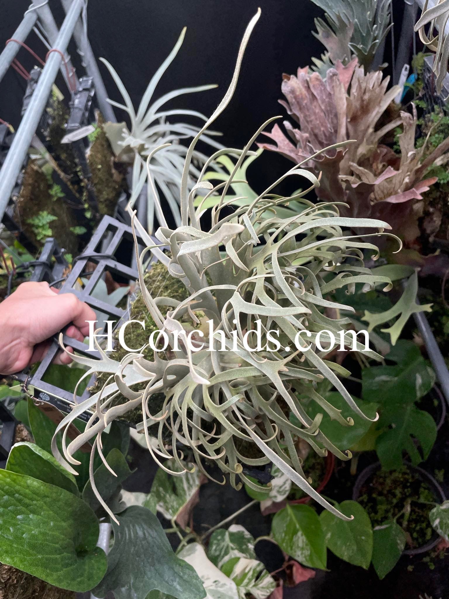 HCorchids
