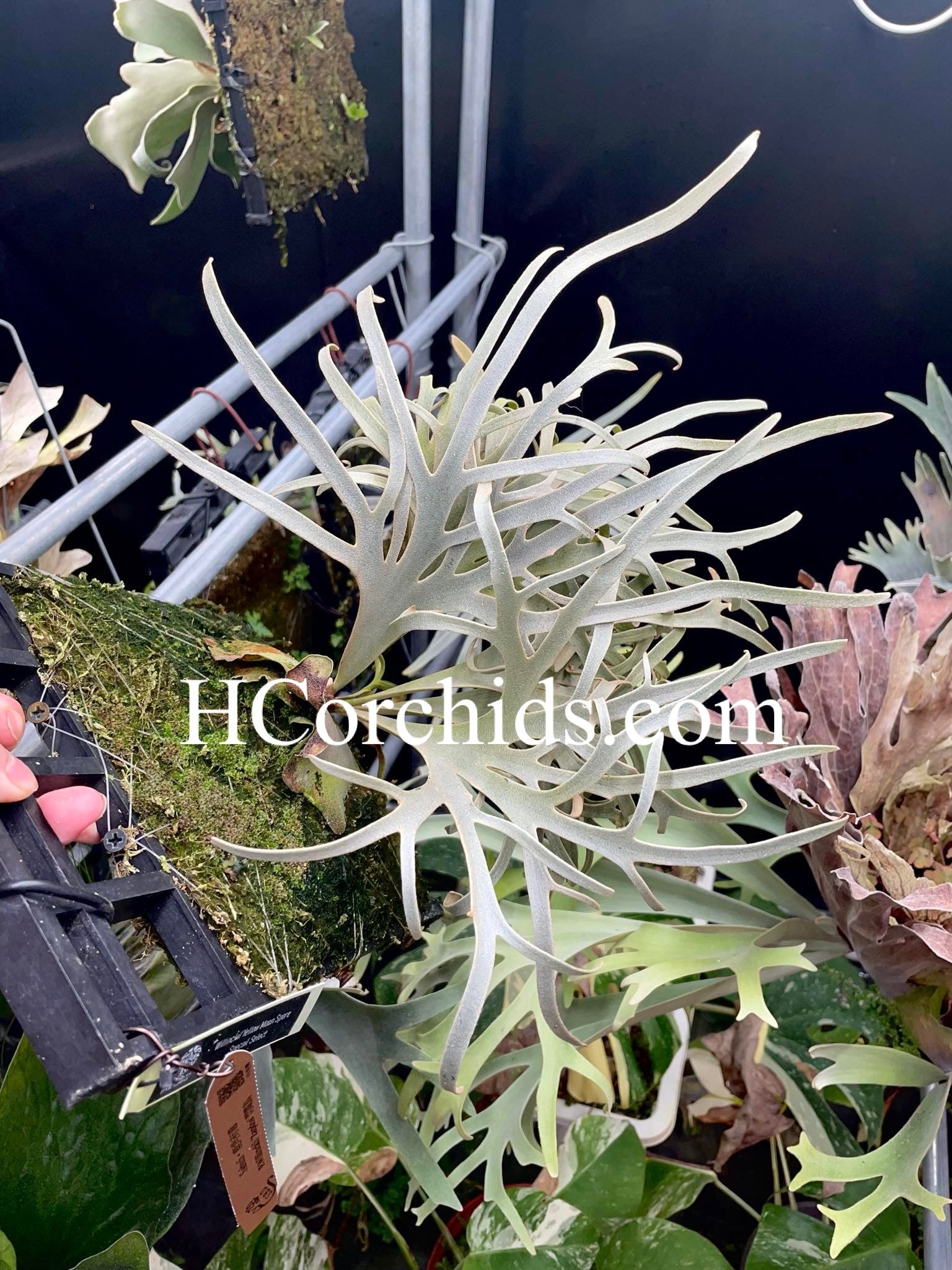 HCorchids