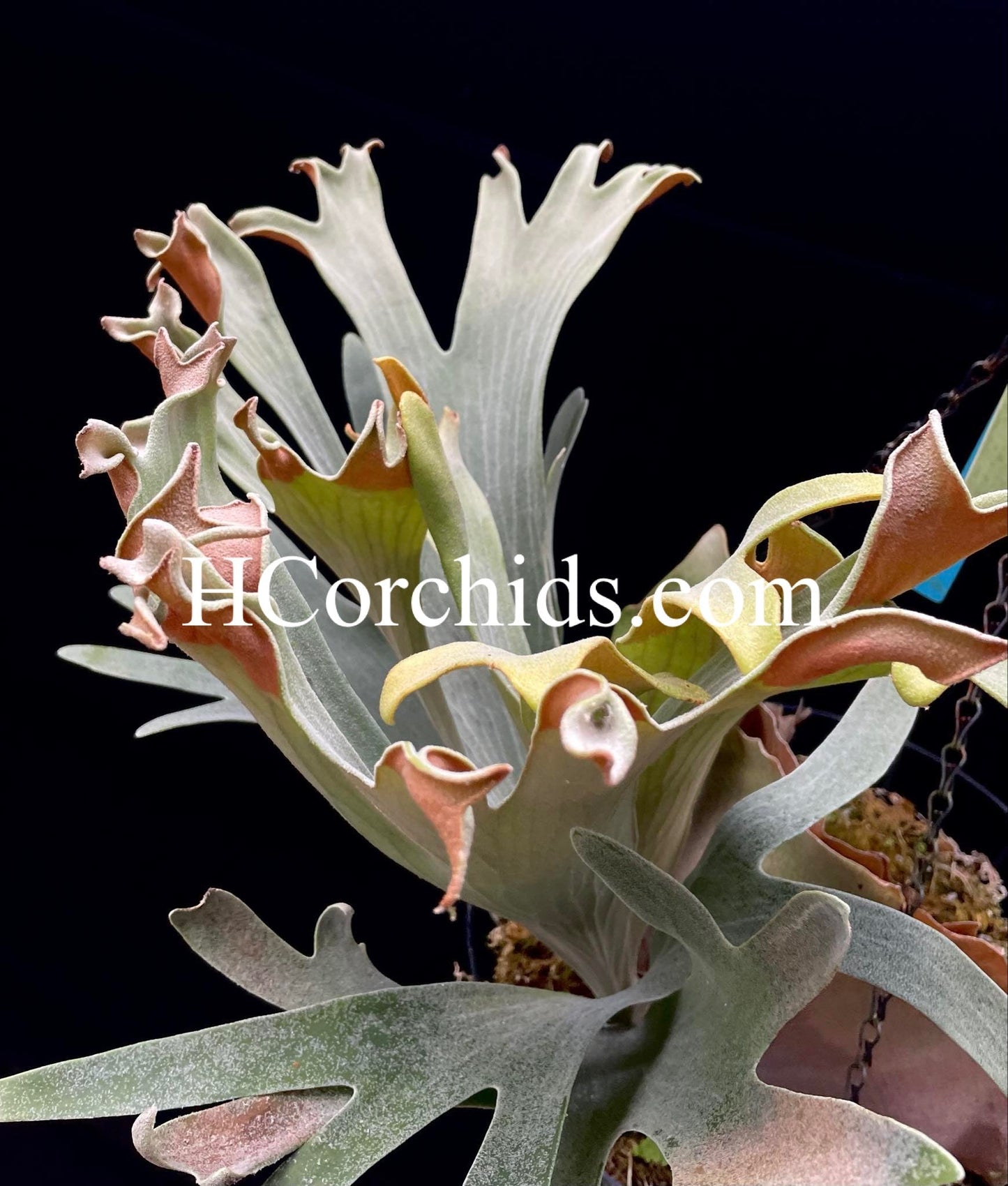 Platycerium Cupid’s wings pup