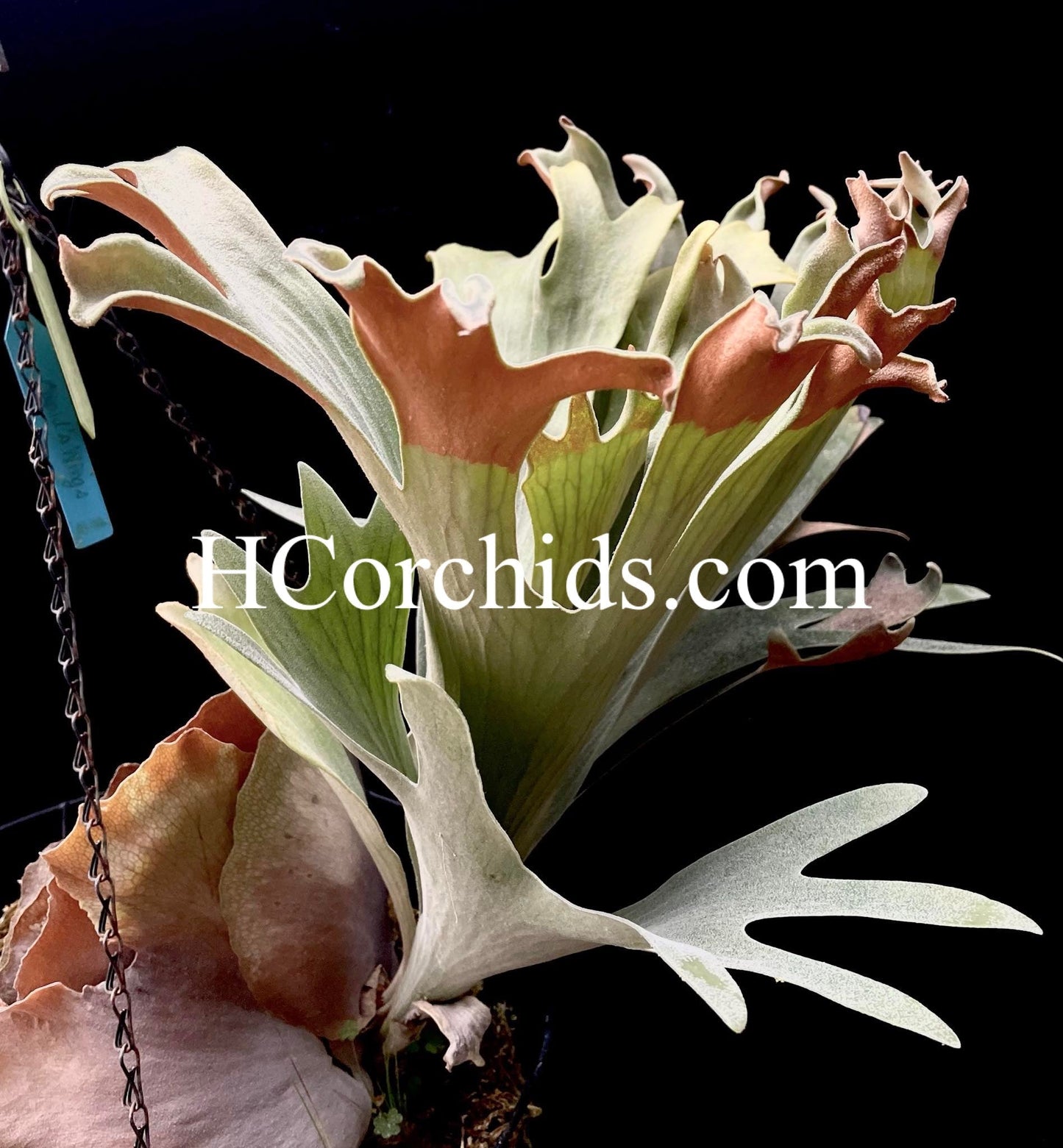 Platycerium Cupid’s wings pup