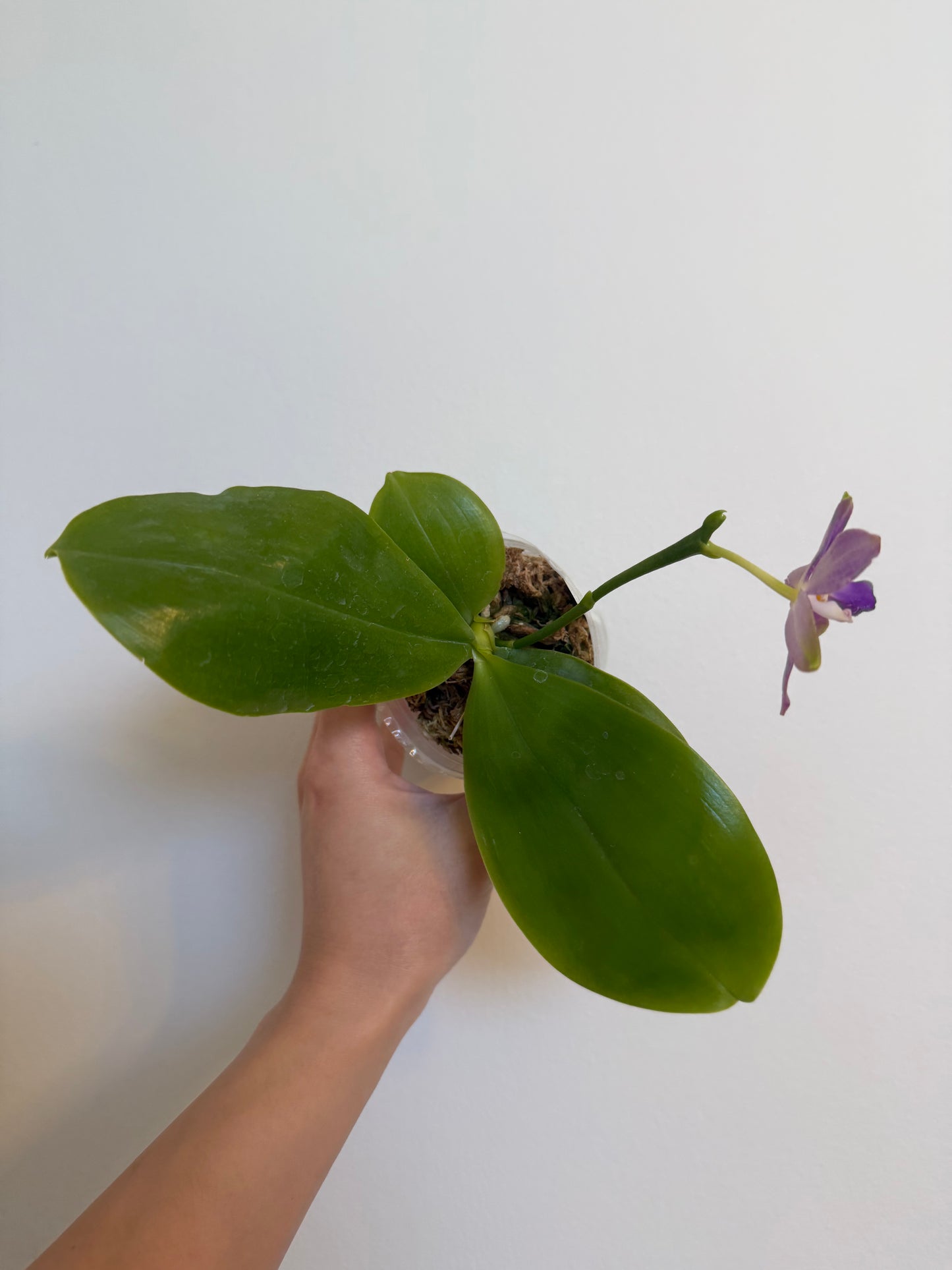 Phal. Lucien Samera x Phal. Vinh Long Red Sun