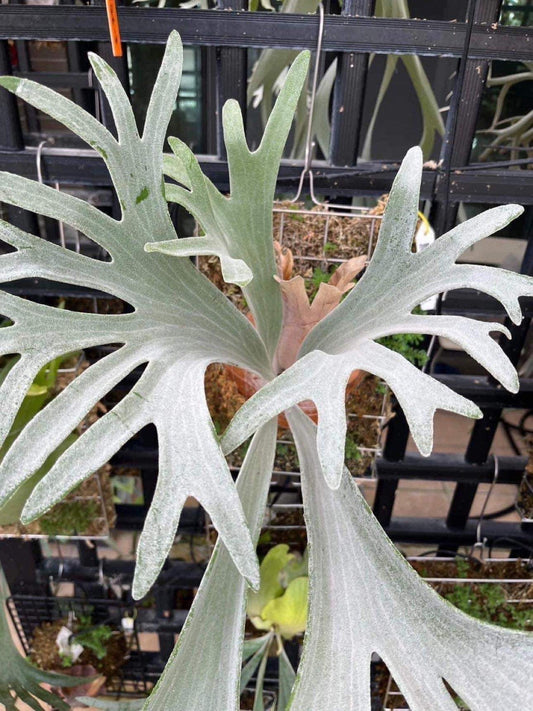 Platycerium Platium spore