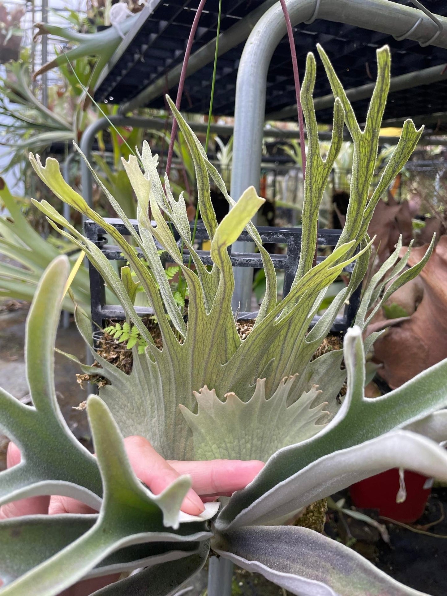 Platycerium Veitchii Auburn River pup