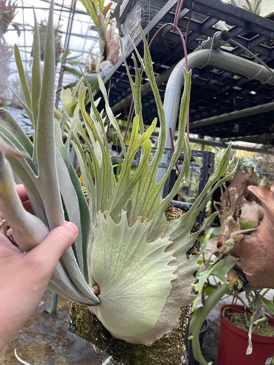 Platycerium Veitchii Auburn River pup