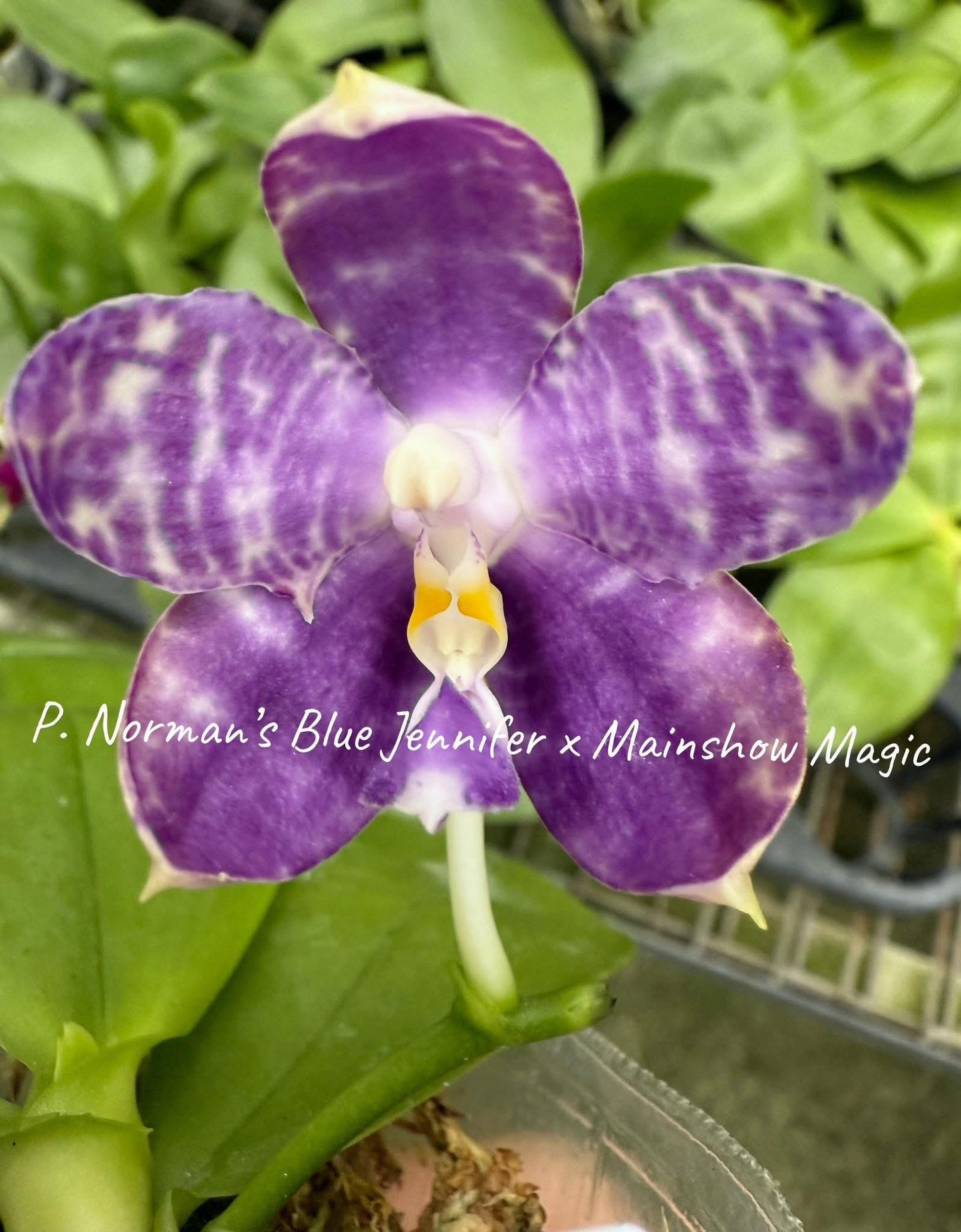 QA108-Phal. Norman's Blue Jennifer x Phal. Mainshow Magic