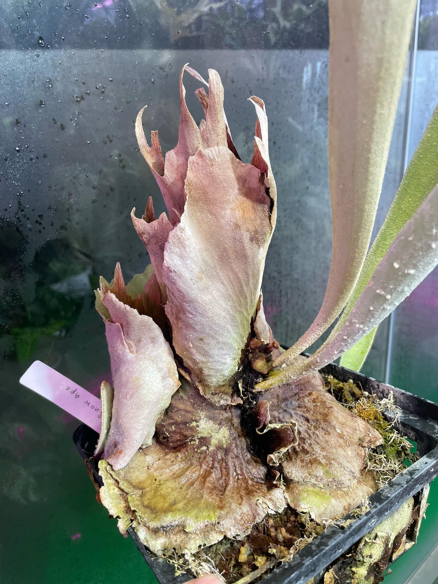 P. Snow Ape