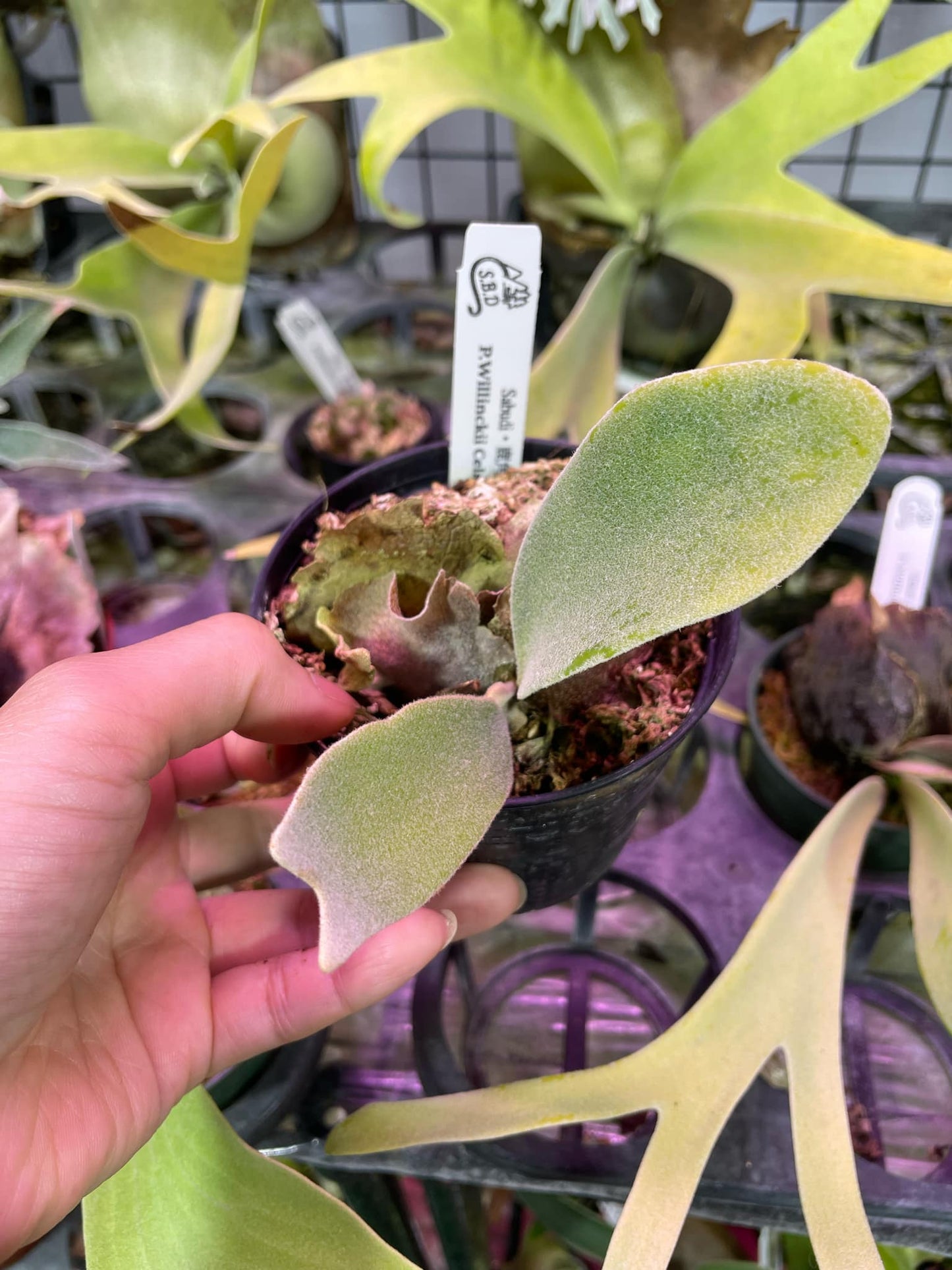 Platycerium Willinckii Celso tatsuta