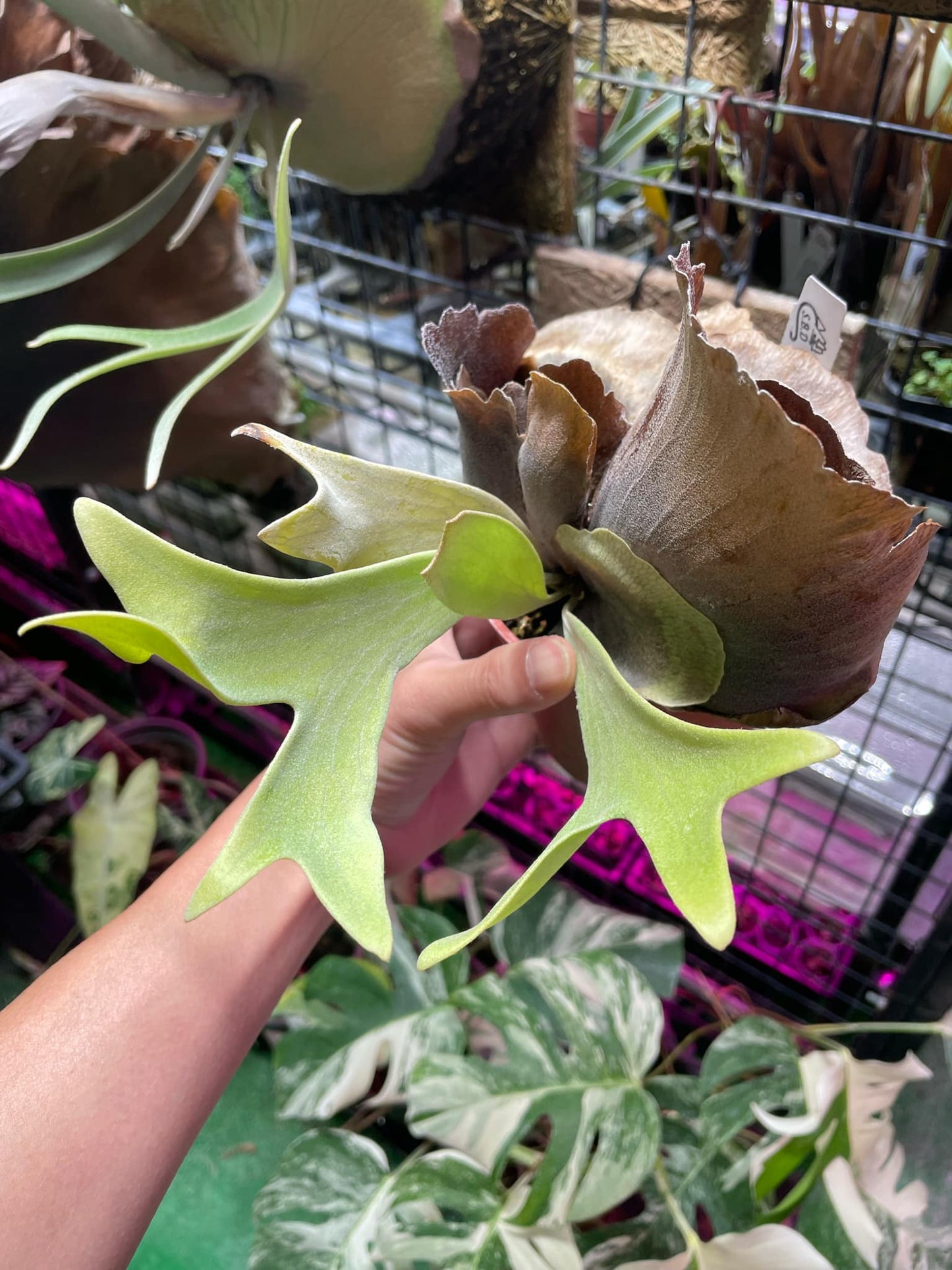 Platycerium Ebid #1 pup