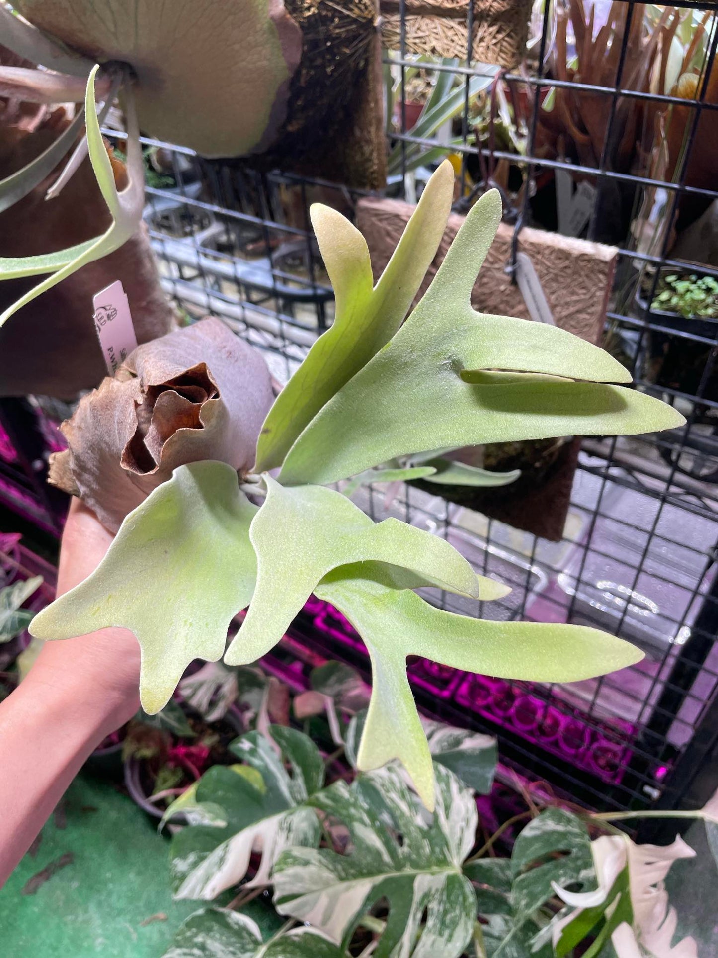 Platycerium White Knight