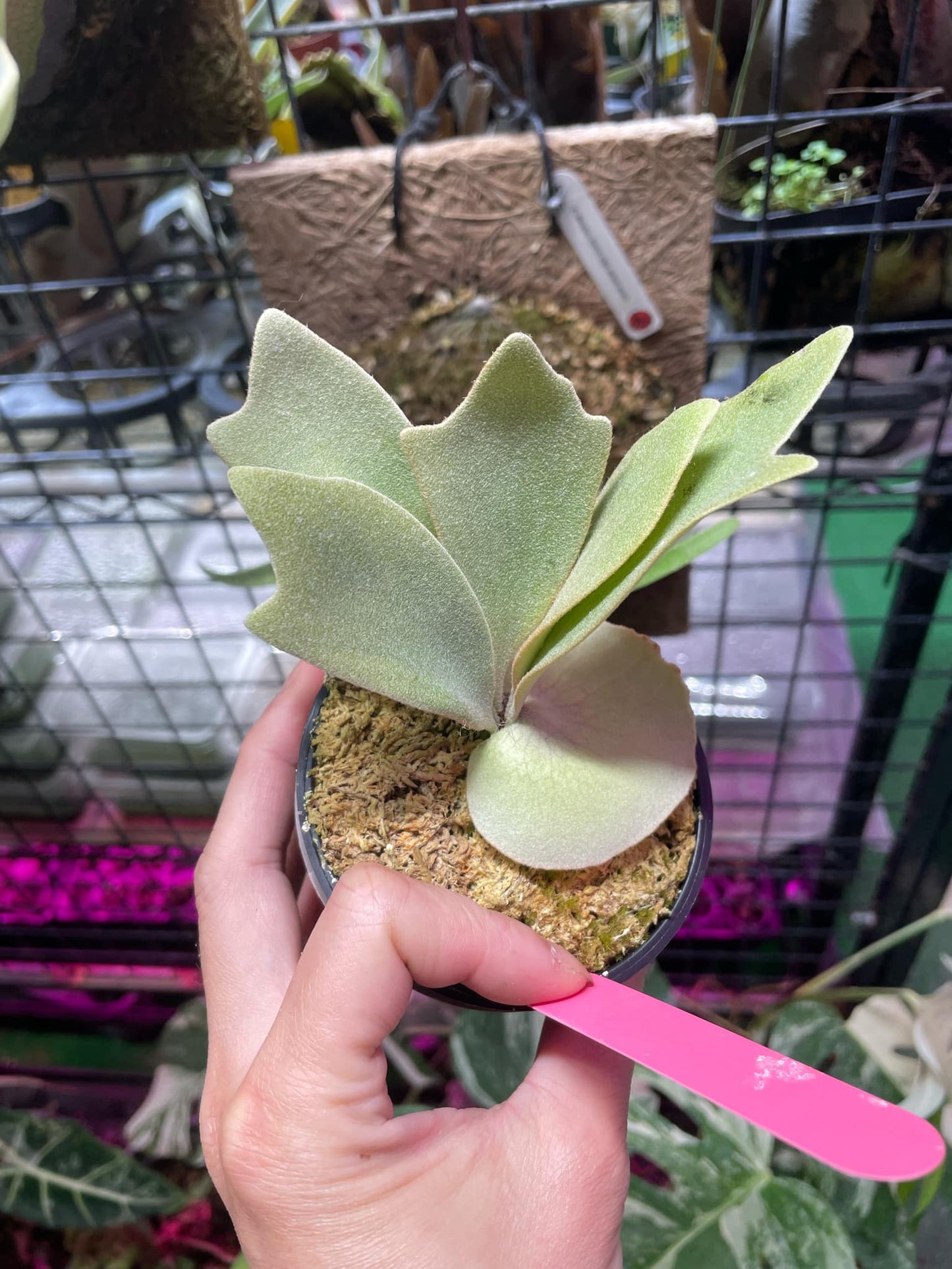 Platycerium Anapat#1