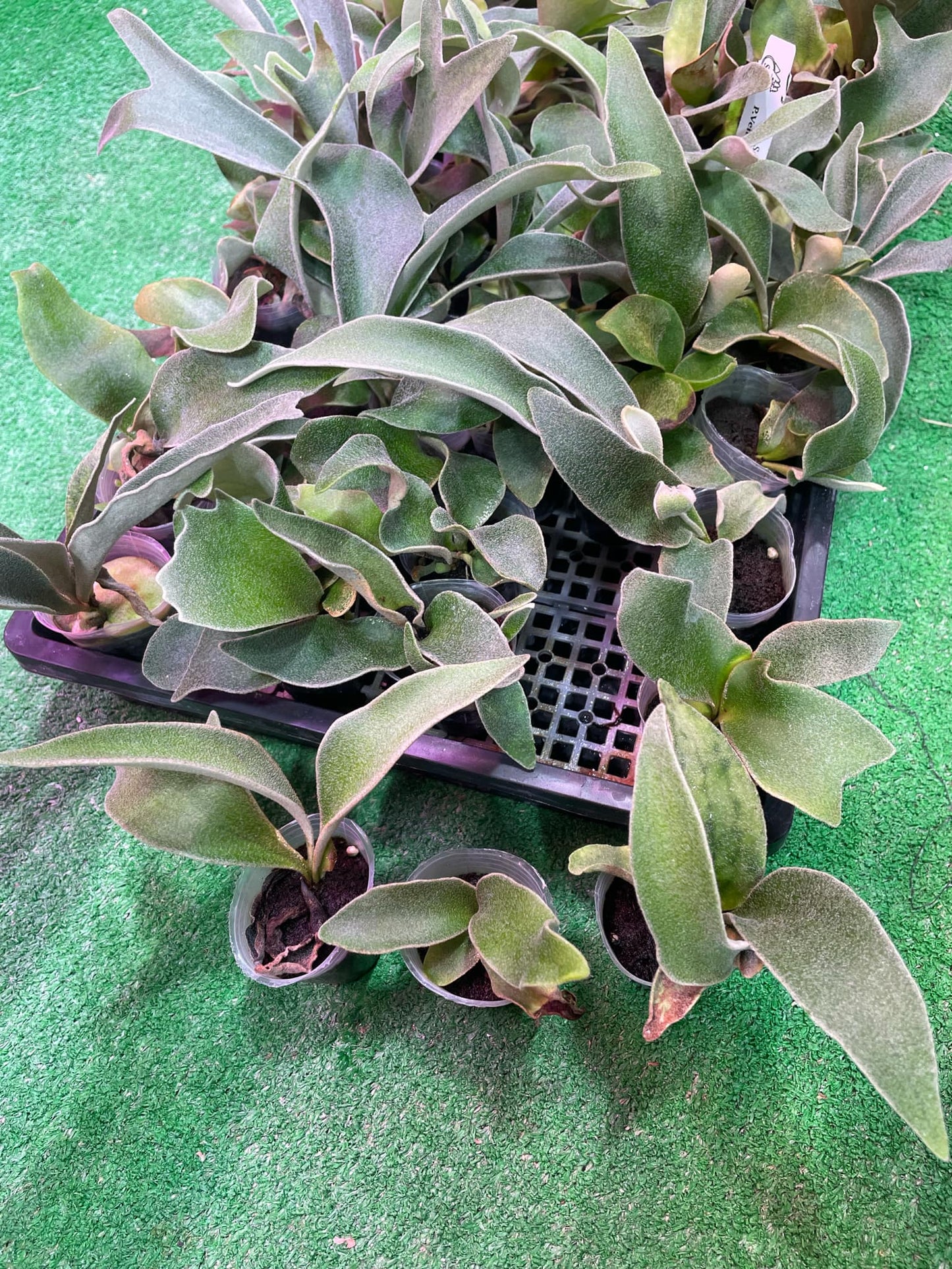 Platycerium Veitchii Wild SBD#7 spore