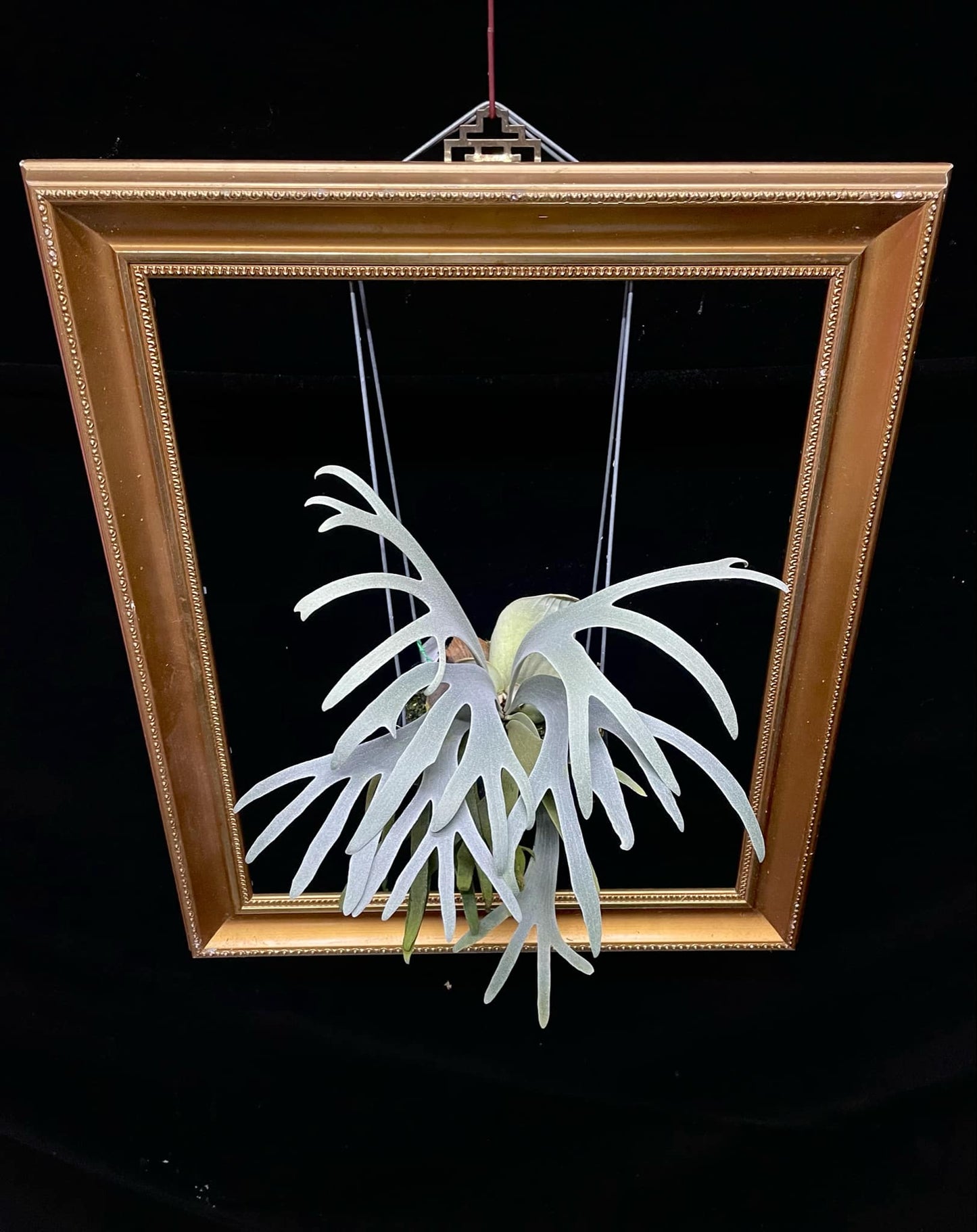 Platycerium Moonlight SBD#S1 spore select