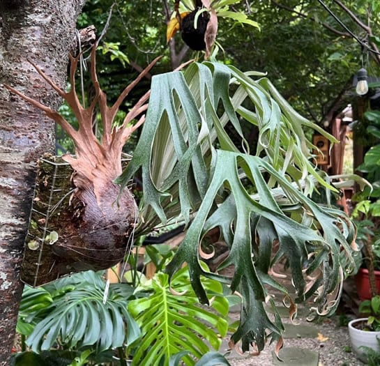 Large P. Ginka staghorn fern mounted on tree outdoors, with lush, forked fronds. Parent plant of P. Ginka x P. Rydeen spores for sale.