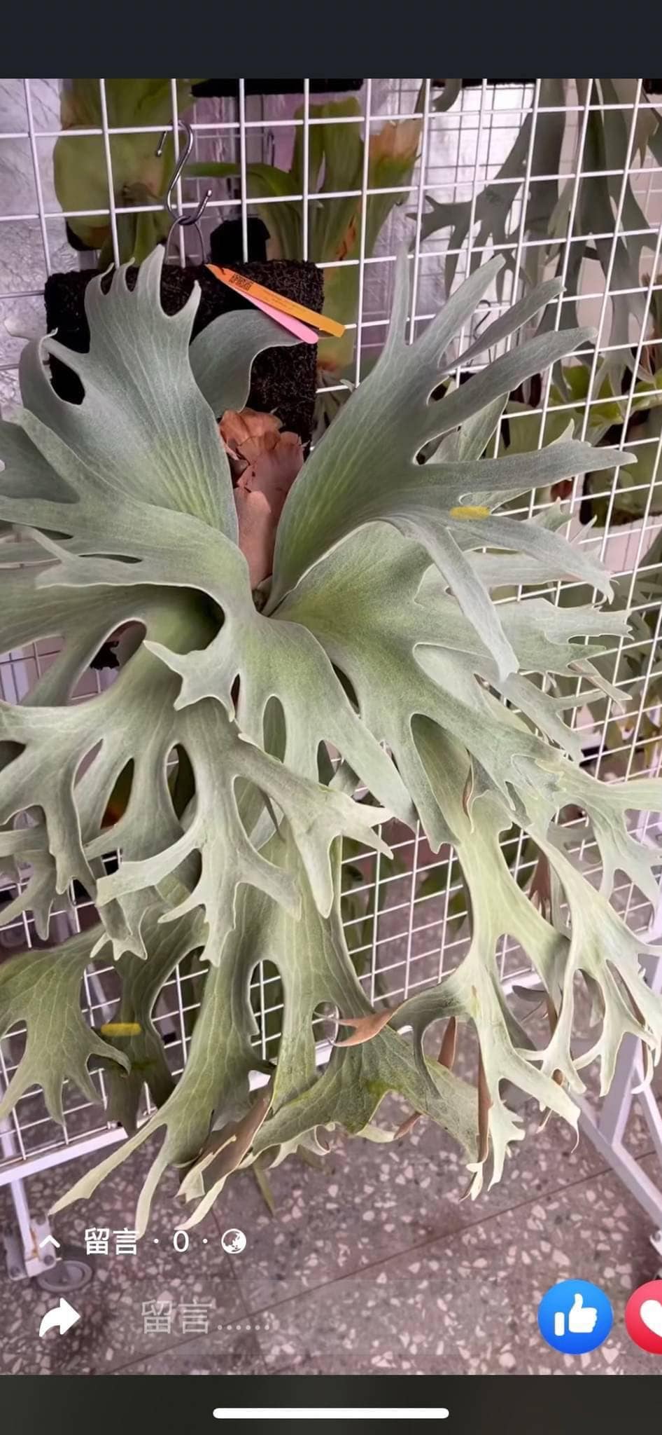 P. Ginka x P. Rydeen spore