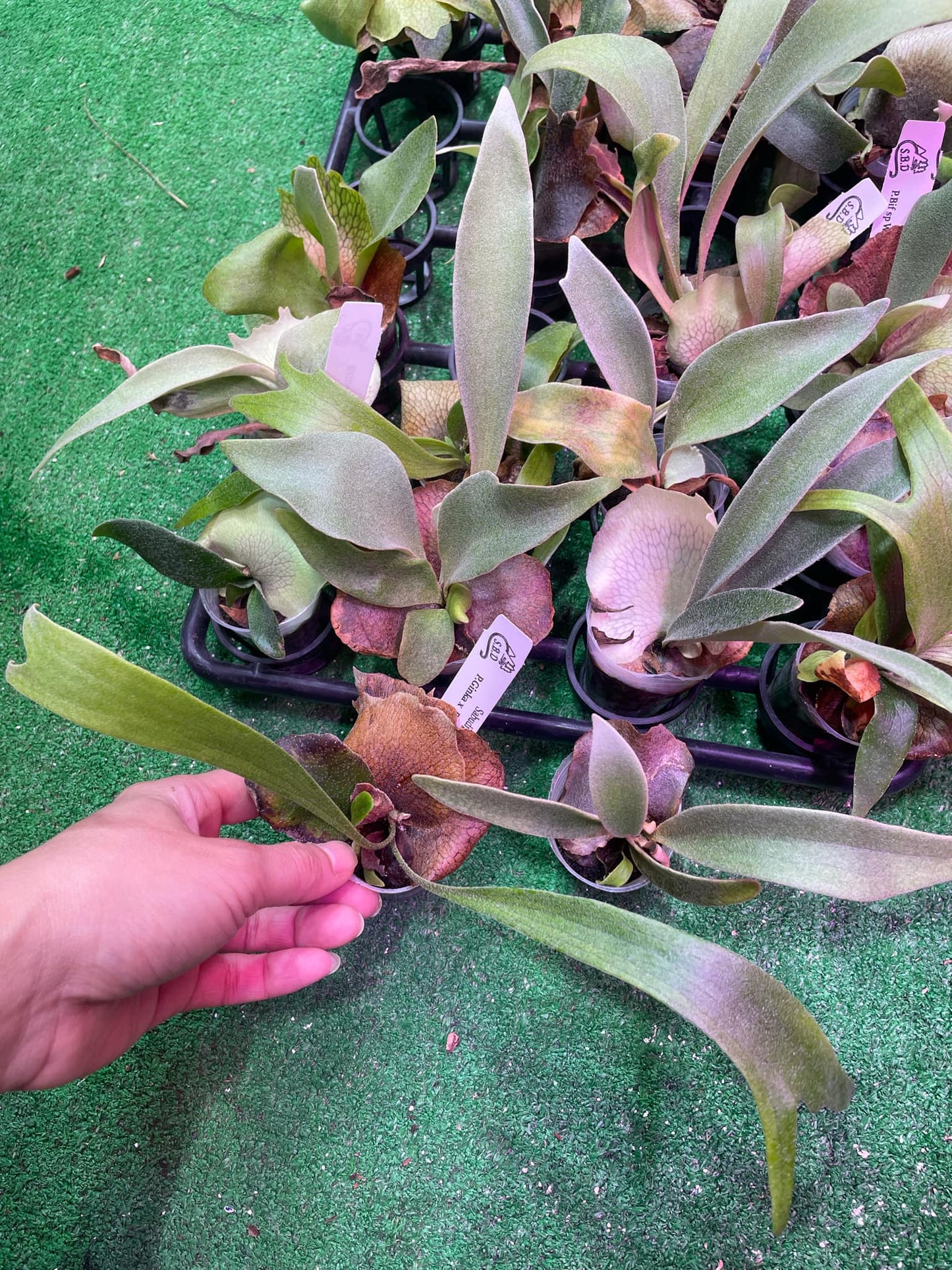 P. Ginka x P. Rydeen spore